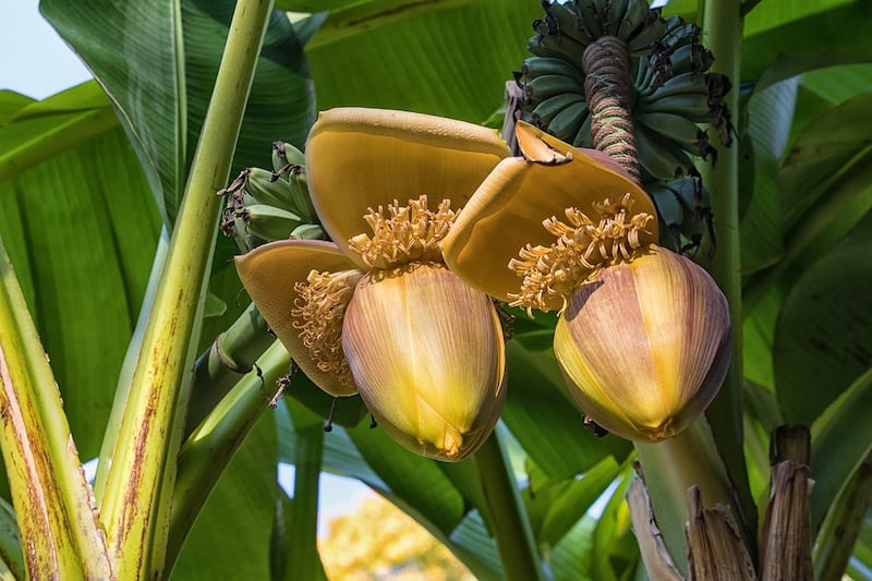 Pianta di banano