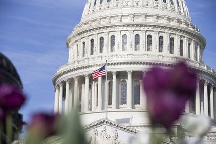 Primavera, trionfo di fiori a Washington 2