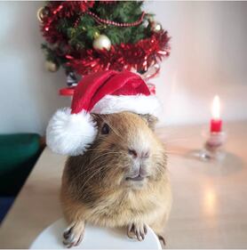 Il miglior Buon Natale è quello che ci augurano i nostri animali 6