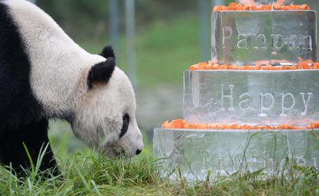 Il panda più vecchio del mondo compie 30 anni 7
