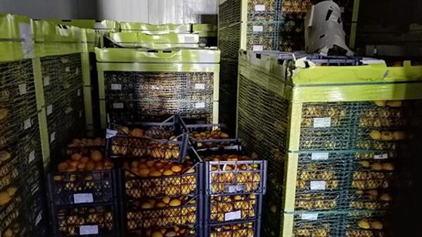 Maxi sequestro di limoni turchi: "Non sono idonei al consumo"