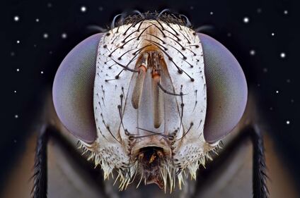 Un mondo parallelo: gli insetti di Yudy Sauw 6