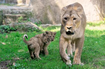 Bioparco di Roma sono nati due leoncini asiatici 9