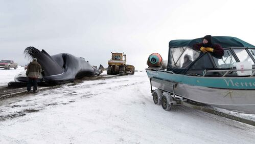 La caccia alla balena in Alaska 10