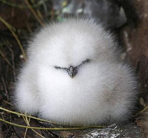 Piume, peli e nuvole: gli animali più morbidi del mondo 13