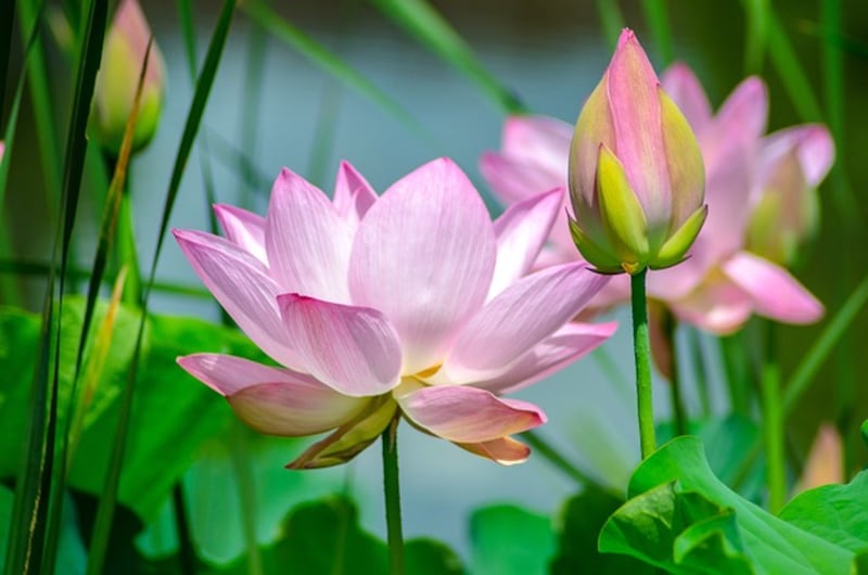 Fiore di loto