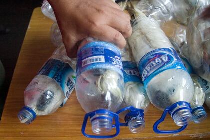 Così esportano i pappagalli dall'Indonesia 3