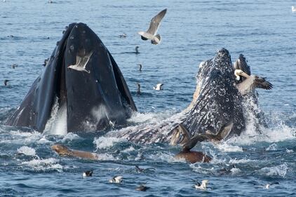 Il pellicano rischia la vita...nella bocca di una balena 2