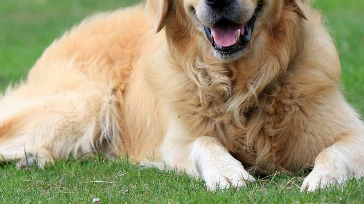 Al bar chiedono 1,50 per fare bere il cane. Ma stavolta c'è chi li difende