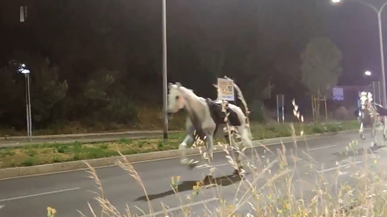 Cavalli in fuga, quattro vigili esclusi dalla parata
