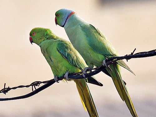 Roma, la Capitale delle specie animali "aliene"