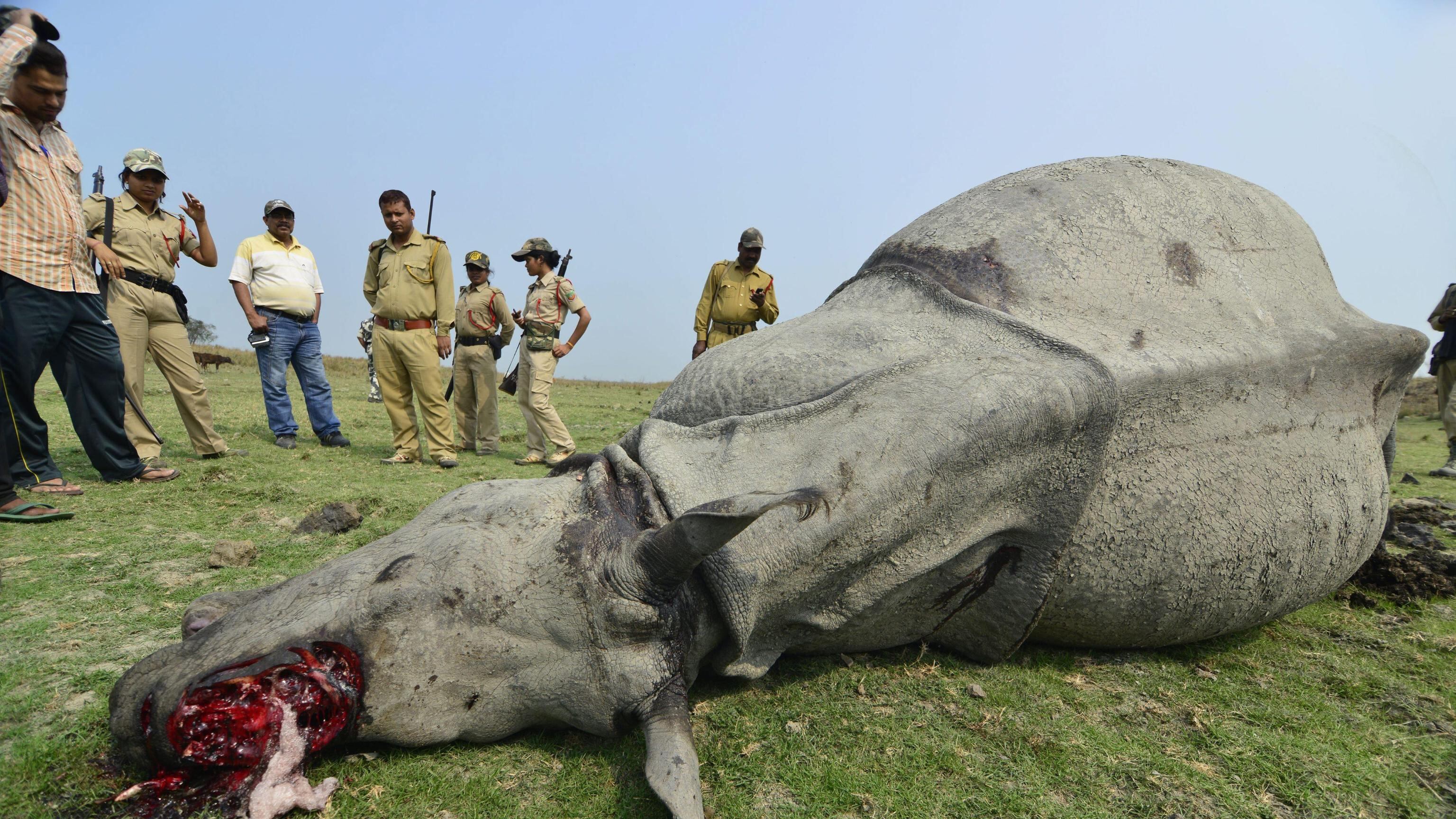 Sudafrica, la guerra dei bracconieri per uccidere i rinoceronti e aggredire i turisti