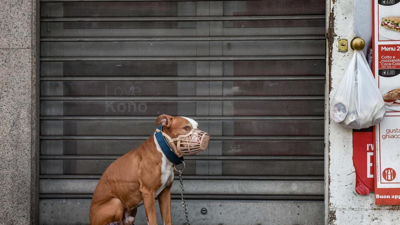 Montesilvano, scoppia il caso Tequila: la proposta degli animalisti