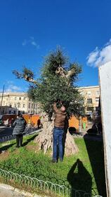 Lecce, le immagini dell'ulivo dopo l'innesto 5