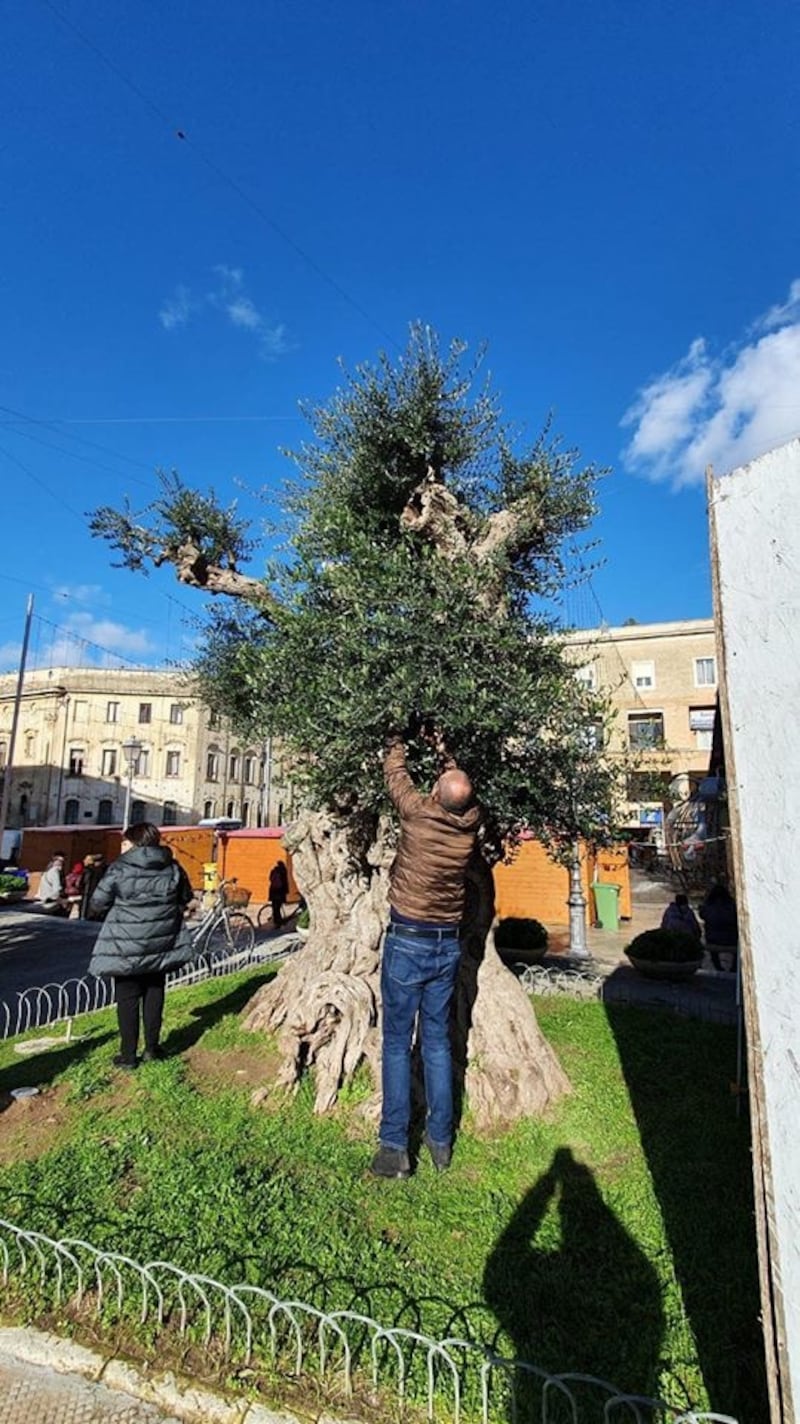 Lecce, le immagini dell'ulivo dopo l'innesto 5