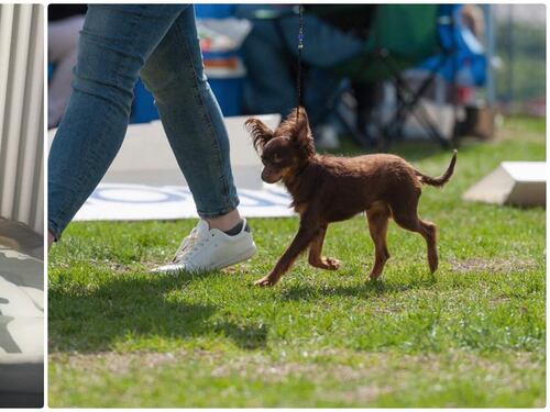 Abbaiavano troppo: due cagnolini uccisi con un bastone chiodato