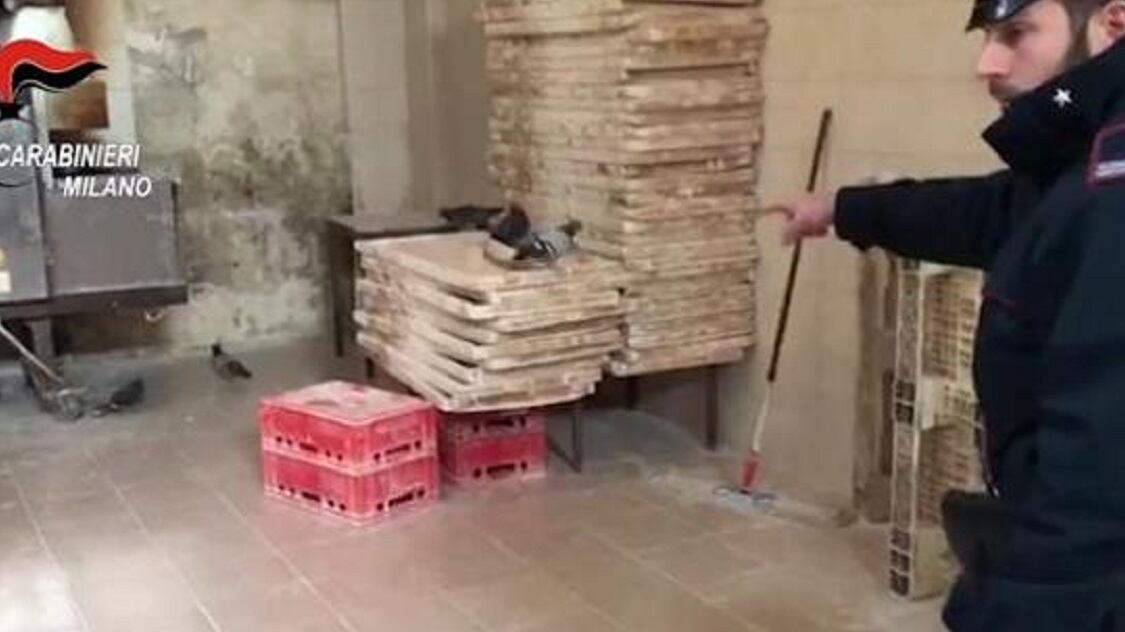 Piccioni ed escrementi di topo nel panificio per kebab