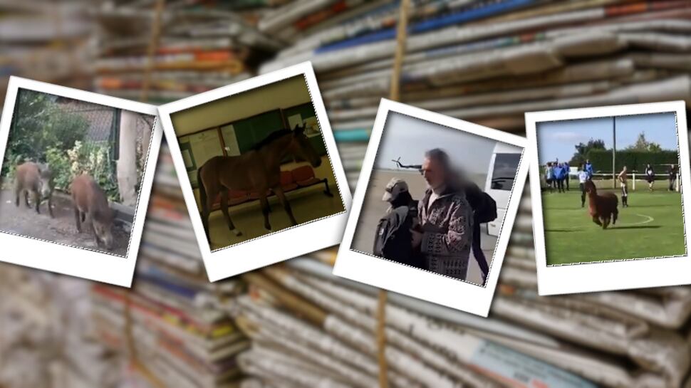 L'alpaca che si crede calciatore e il vigile-Messia (per spillar soldi)