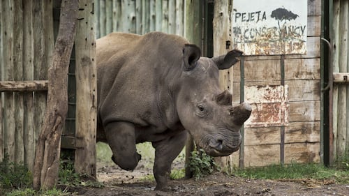 Kenya, i rinoceronti bianchi destinati all'estinzione 7