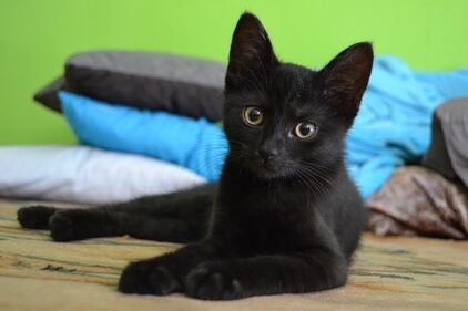 Gatto nero, foto 21