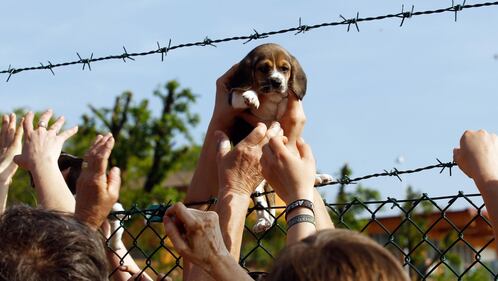 Beagle salvato da Green Hill
