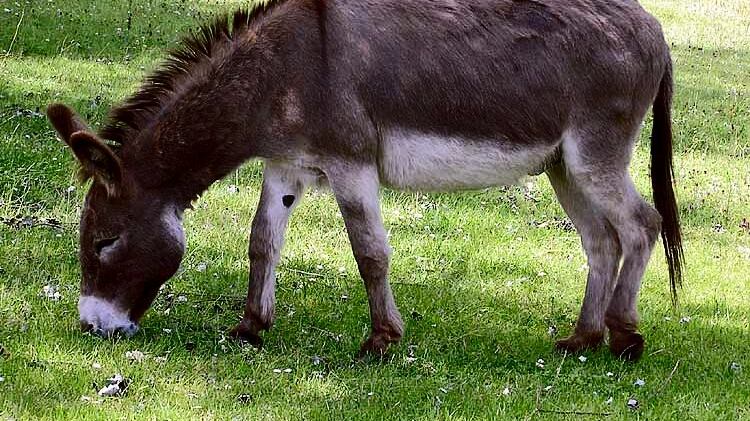 La pelle d'asino per produrre l'elisir cinese