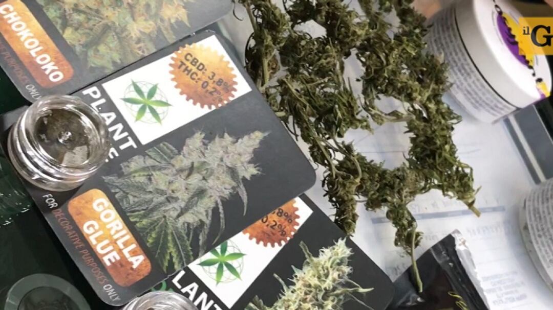 Il vescovo sta con Salvini: "Fermezza contro la cannabis light"