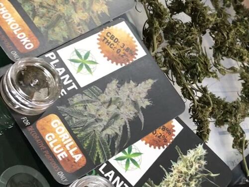 Il vescovo sta con Salvini: "Fermezza contro la cannabis light"