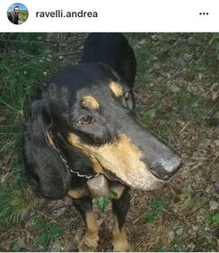 Sondrio, cani arsi vivi perché abbaiavano troppo 3