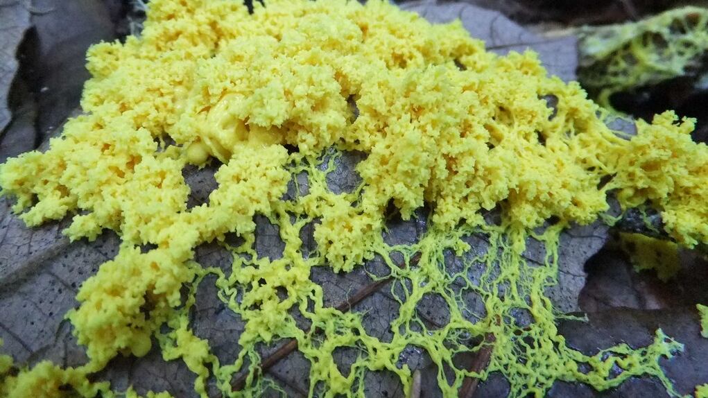 Ecco il misterioso "blob": pare un fungo, ma mangia come un animale