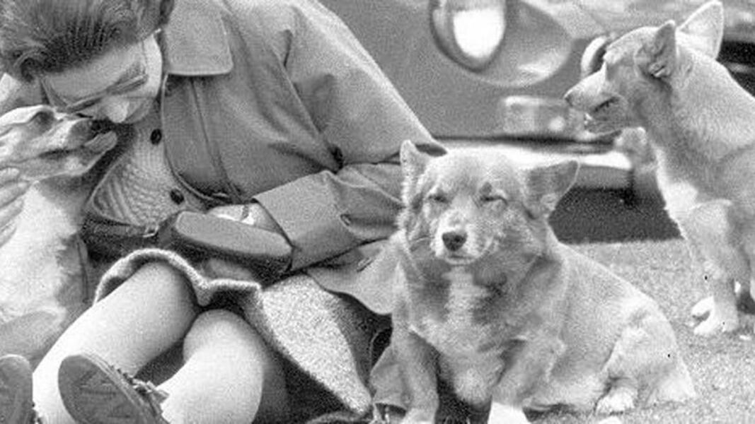 Elisabetta in lutto: è morto il cane reale