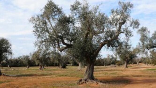 Emergenza Xylella, nel Barese alcuni proprietari terrieri vogliono dar fuoco agli ulivi
