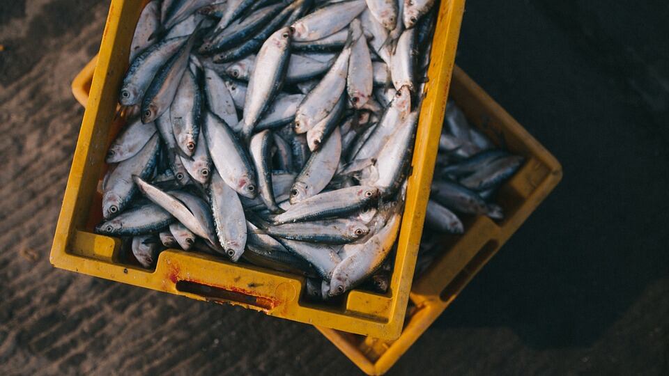 Cento chili di pesce sequestrato in un ristorante di Trieste