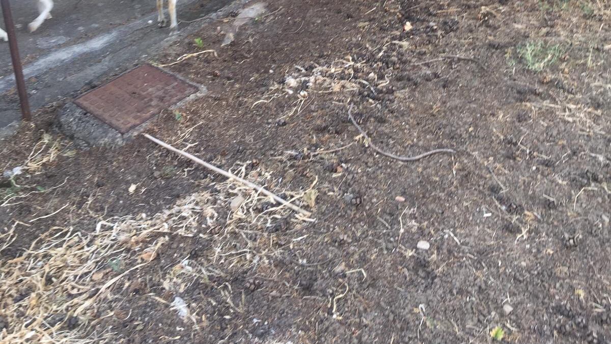 Collesano, gregge pascola all'interno del cimitero: "Un paese mortificato"