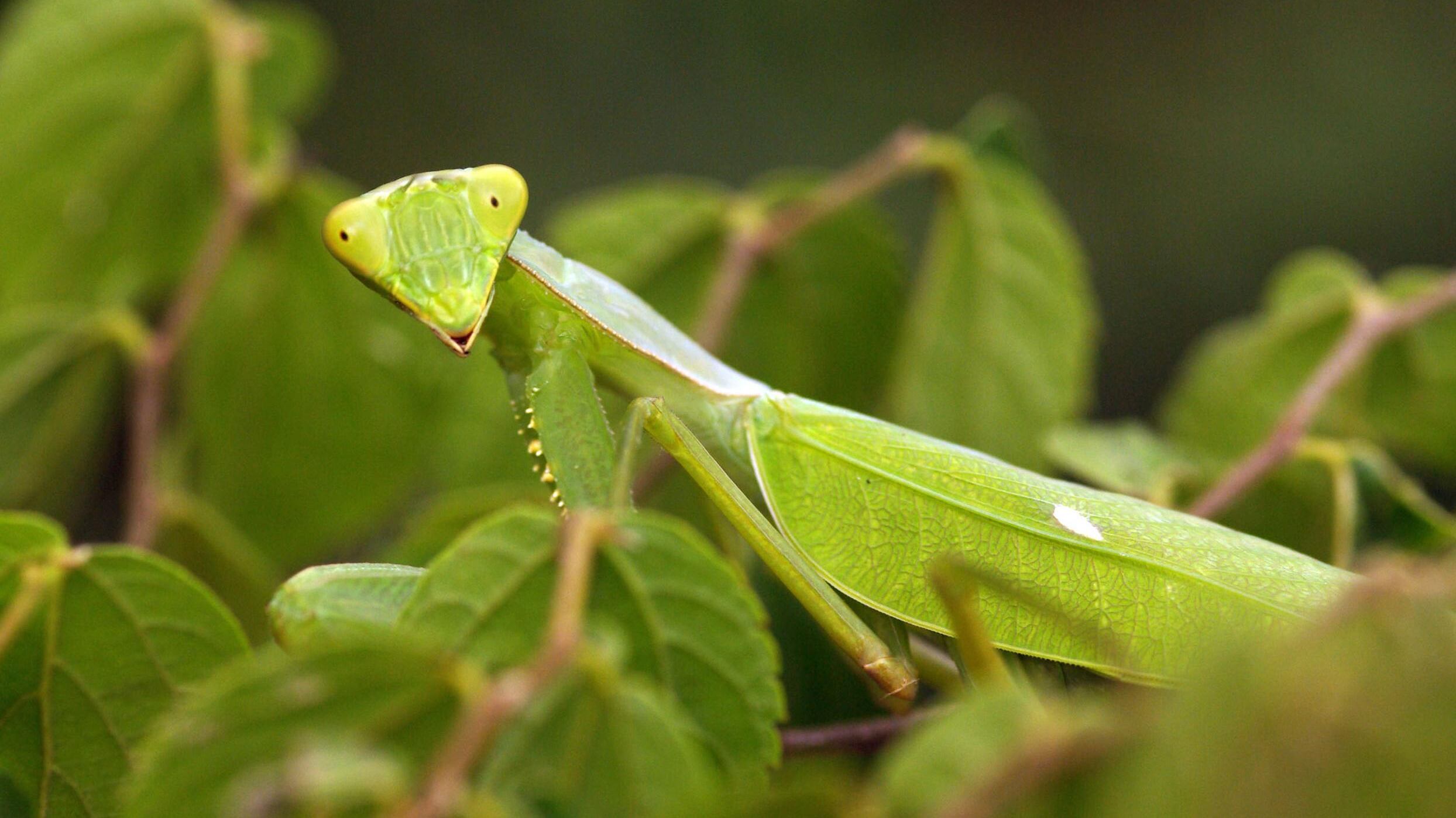 Ci raccontiamo bugie per sopravvivere Come fa la natura