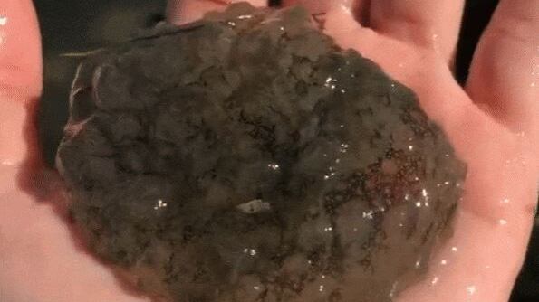 Scoperto un animale inquietante: il mollusco si contorce sulle mani