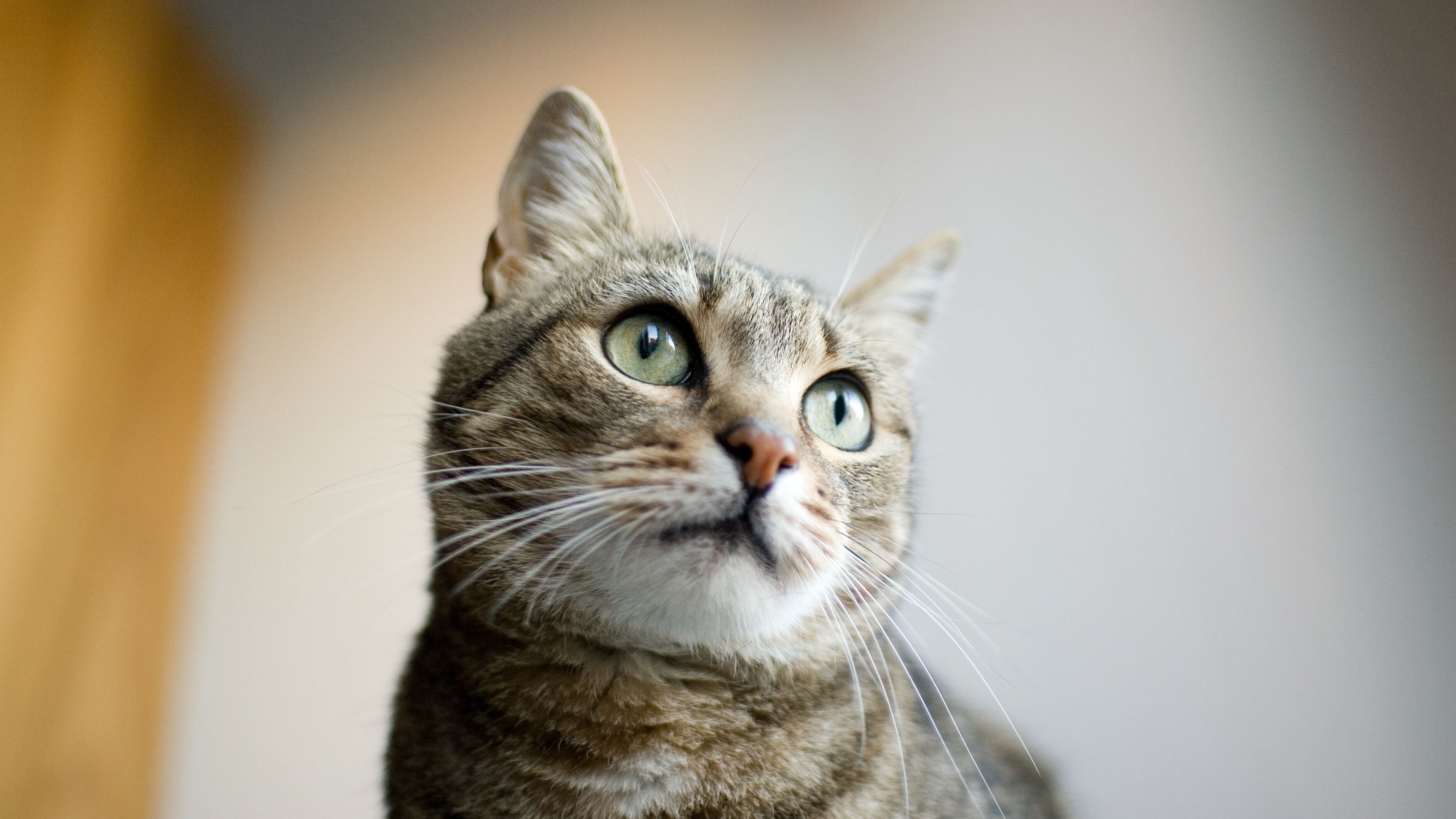 Il collare che traduce i miagolii dei gatti: "Così riusciranno a parlare"