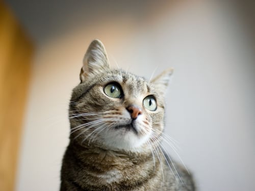 Il collare che traduce i miagolii dei gatti: "Così riusciranno a parlare"