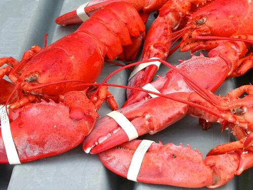 "I crostacei nel frigo soffrono". Per la Cassazione è maltrattamento