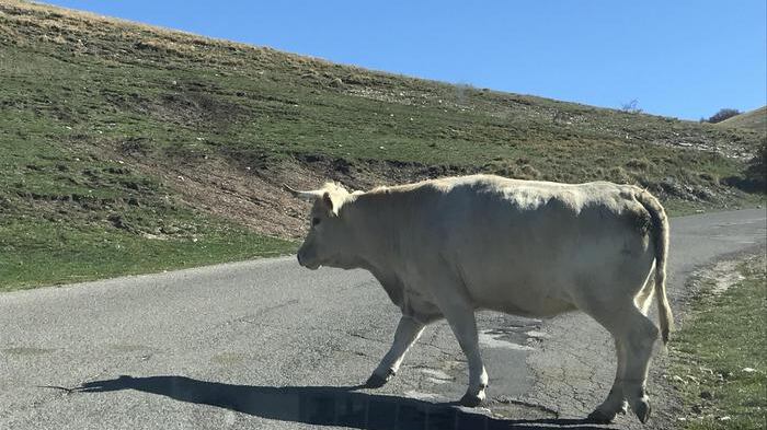 Mucca cade dalle scale e schiaccia il suo allevatore