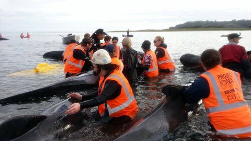 Nuova Zelanda, 57 balene spiaggiate. 21 salvate dai volontari 2