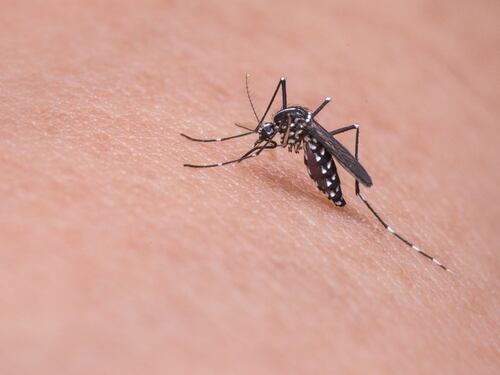 West Nile, cos’è la malattia trasmessa dalla zanzara