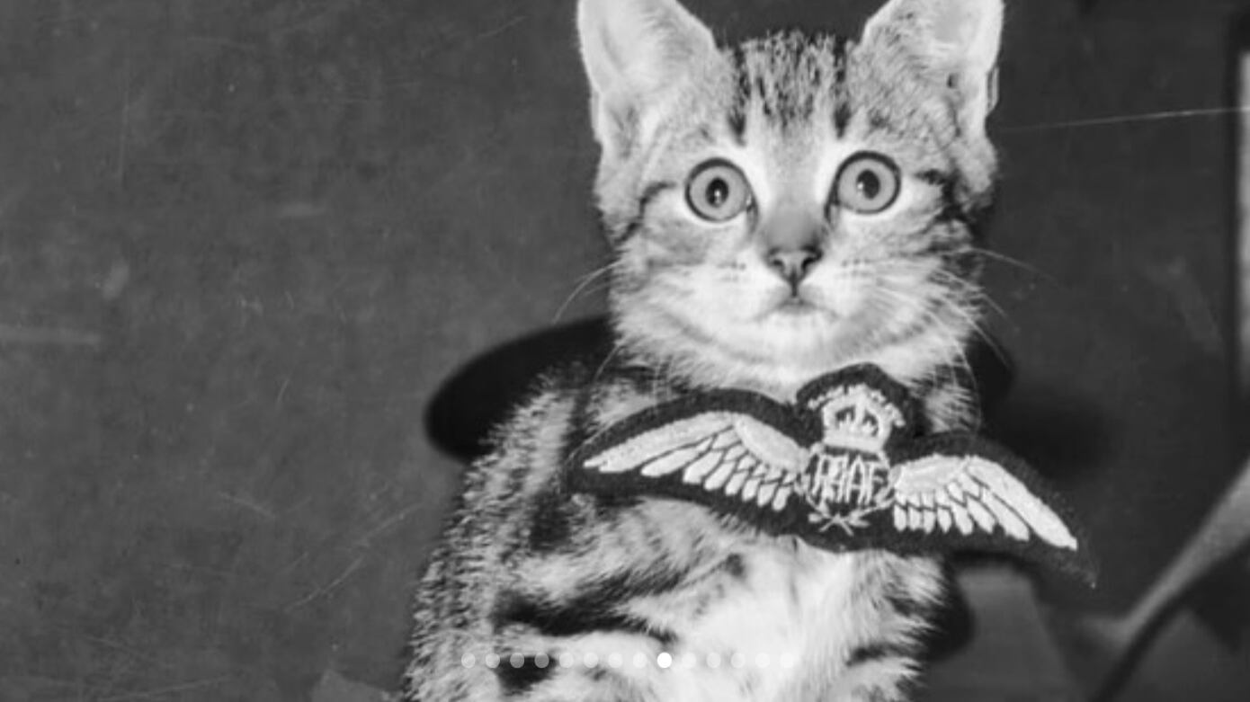 Gatti paracadutati dal cielo: la strana operazione "Cat Drop"