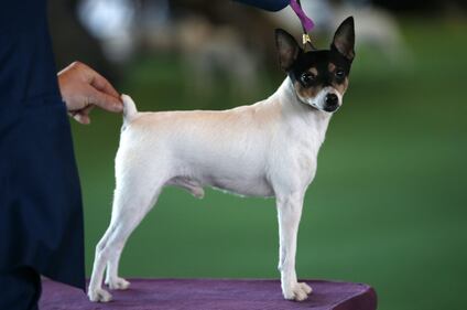 Cani bellissimi, e padroni molto orgogliosi 20