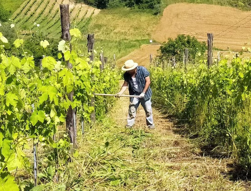 Luigi Varriale della cantina Luva Vinovivo mentre lavora in vigna