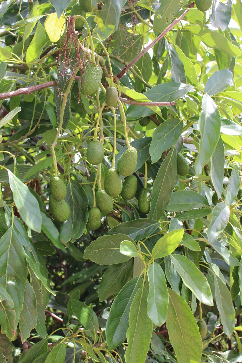 Avocado, il frutto "di moda" 6