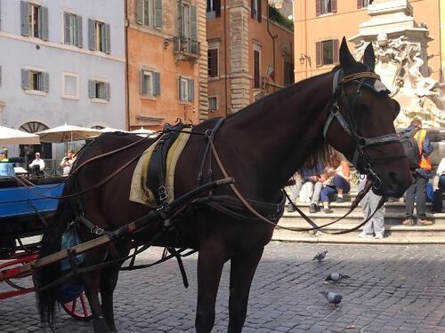 Botticelle addio? I vetturini: "M5s ci caccia per un ricatto degli animalisti"