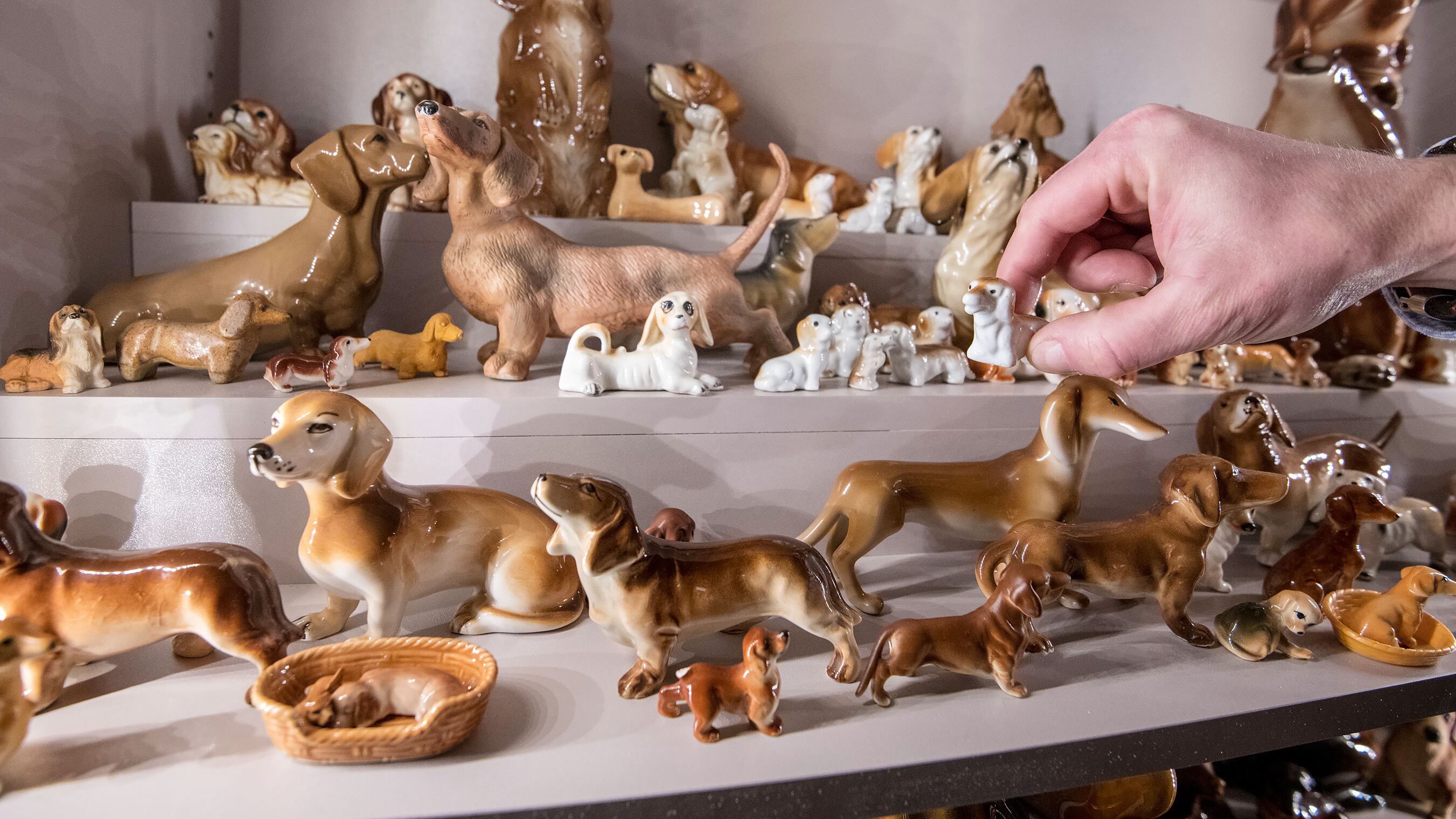 Che opera d'arte i cani. E ora c'è pure un museo dedicato ai bassotti