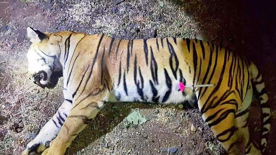 Uccisa dopo due anni la tigre mangia-uomini. Attirata con un profumo