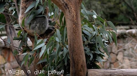Troppo pochi, pigri e affamati. I koala sono (di fatto) estinti